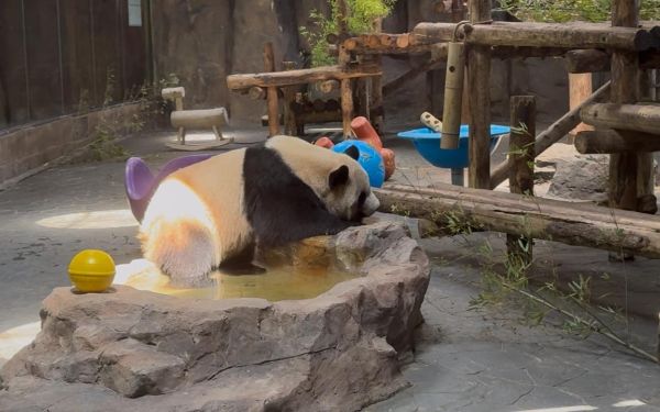 上海市林業(yè)總站赴上海野生動物園開展大熊貓專項檢查評估工作1.jpg